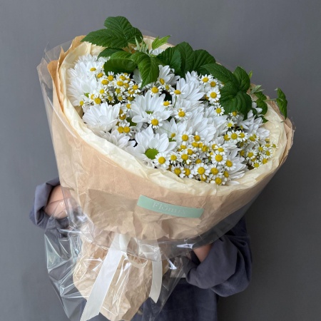 Камилла хризантема ромашка