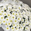 Корзина с ромашковидными хризантемами 238