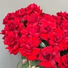 Корзина из 51 розы 243